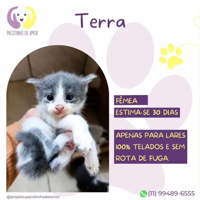 Gato raça SRD-ViraLata idade Abaixo de 2 meses nome Terra
