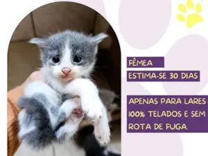Gato raça SRD-ViraLata idade Abaixo de 2 meses nome Terra