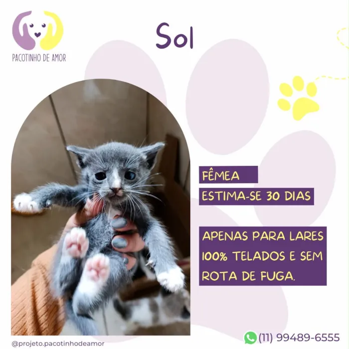 Gato raça SRD-ViraLata idade Abaixo de 2 meses nome Sol
