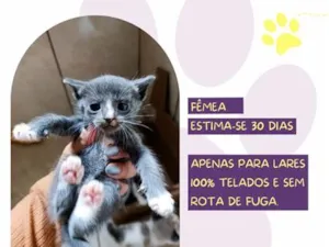 Gato raça SRD-ViraLata idade Abaixo de 2 meses nome Sol