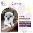 Cosmos