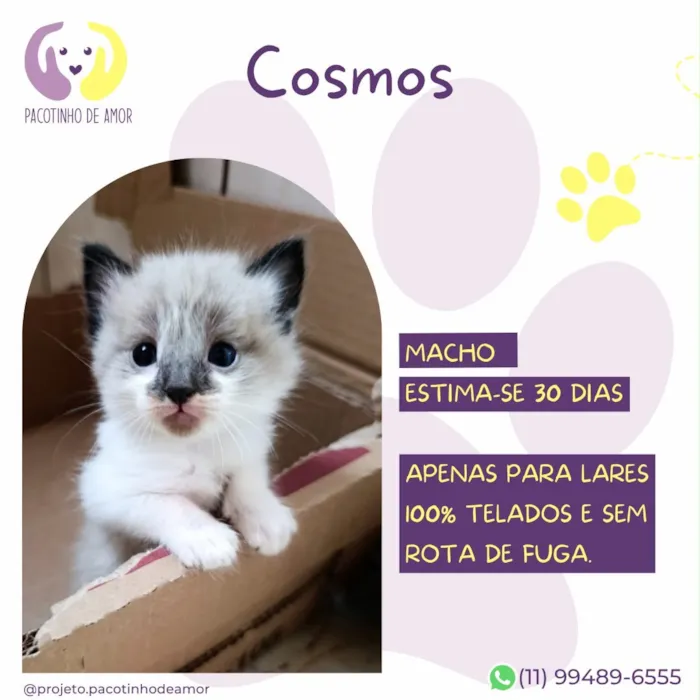 Gato raça Siamês idade Abaixo de 2 meses nome Cosmos
