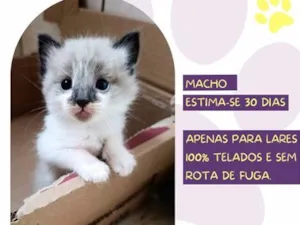 Gato raça Siamês idade Abaixo de 2 meses nome Cosmos