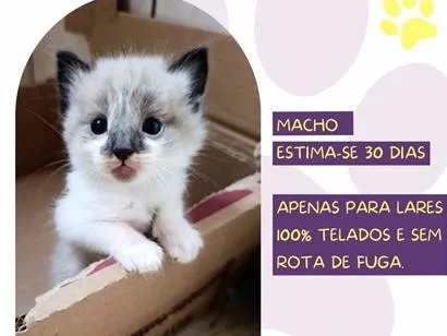 Gato raça Siamês idade Abaixo de 2 meses nome Cosmos