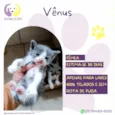 Vênus