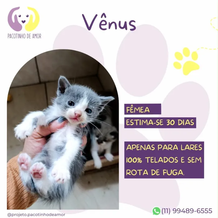 Gato raça SRD-ViraLata idade Abaixo de 2 meses nome Vênus