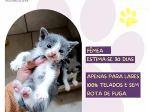 Gato raça SRD-ViraLata idade Abaixo de 2 meses nome Vênus