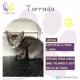 Torrada