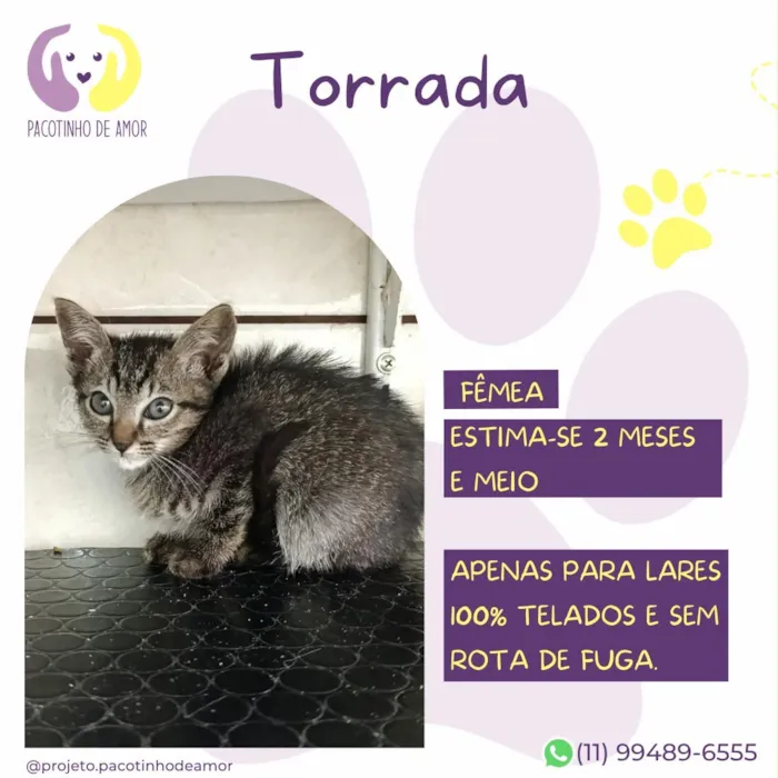 Gato raça SRD-ViraLata idade 2 a 6 meses nome Torrada