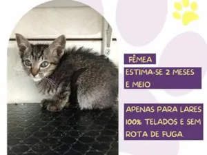 Gato raça SRD-ViraLata idade 2 a 6 meses nome Torrada