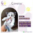 Cometa