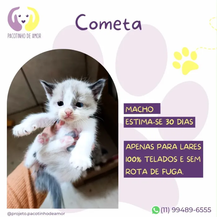 Gato raça SRD-ViraLata idade Abaixo de 2 meses nome Cometa