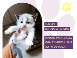 Gato raça SRD-ViraLata idade Abaixo de 2 meses nome Cometa