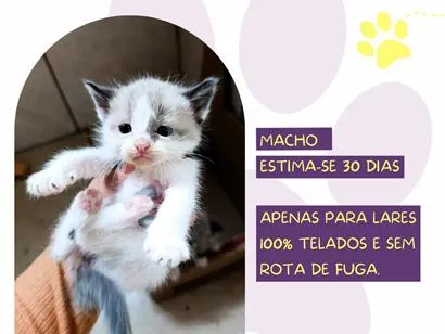 Gato raça SRD-ViraLata idade Abaixo de 2 meses nome Cometa