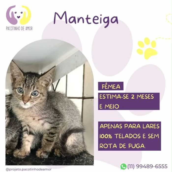Gato raça SRD-ViraLata idade 2 a 6 meses nome Manteiga