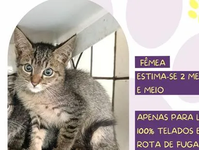 Gato raça SRD-ViraLata idade 2 a 6 meses nome Manteiga