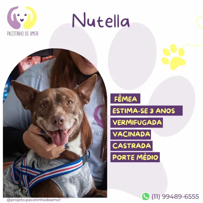 Cachorro raça SRD-ViraLata idade 3 anos nome Nutella