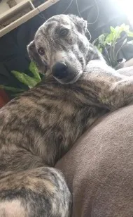 Cachorro raça SRD-ViraLata idade 3 anos nome Sofia