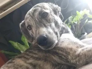 Cachorro raça SRD-ViraLata idade 3 anos nome Sofia