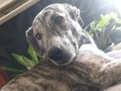 Cachorro raça SRD-ViraLata idade 3 anos nome Sofia