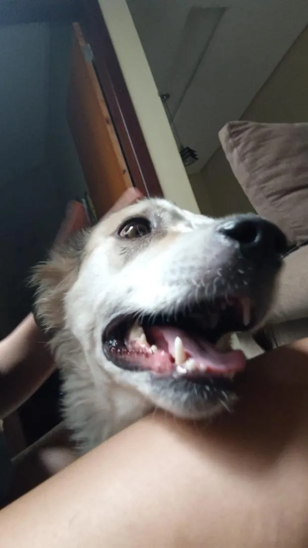 Cachorro raça SRD-ViraLata idade 3 anos nome Hana