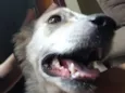 Hana