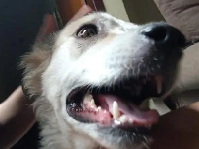 Cachorro raça SRD-ViraLata idade 3 anos nome Hana