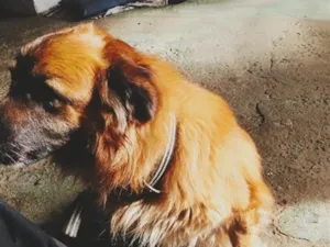 Cachorro raça SRD-ViraLata idade 6 ou mais anos nome Pandora