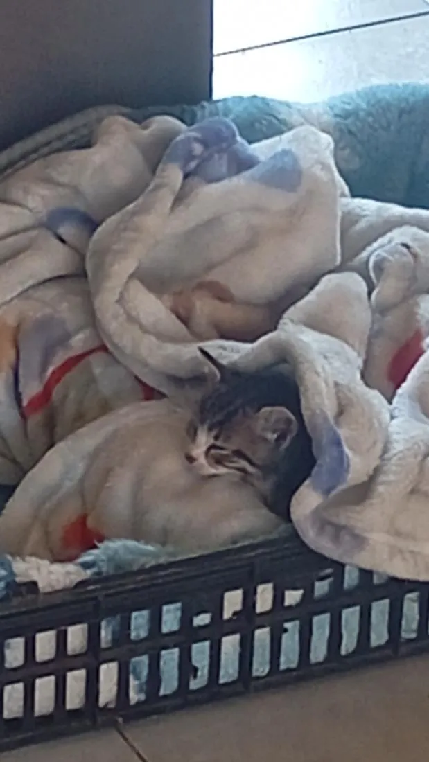 Gato raça SRD-ViraLata idade 2 a 6 meses nome Fred