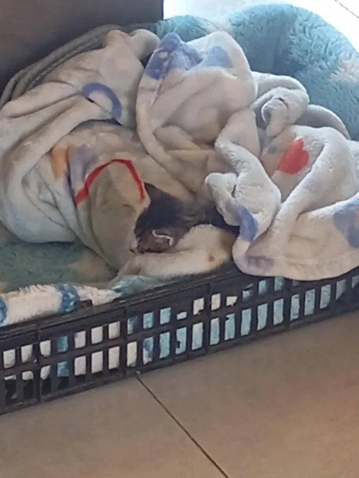 Gato raça SRD-ViraLata idade 2 a 6 meses nome Fred