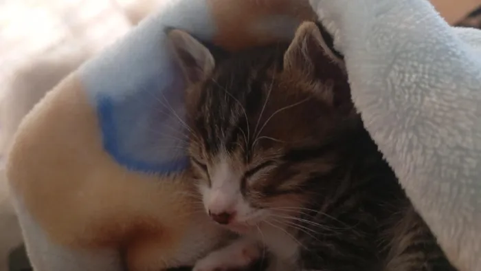 Gato raça SRD-ViraLata idade 2 a 6 meses nome Fred