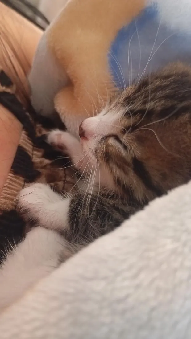 Gato raça SRD-ViraLata idade 2 a 6 meses nome Fred