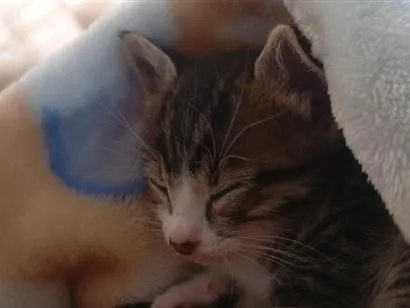 Gato raça SRD-ViraLata idade 2 a 6 meses nome Fred
