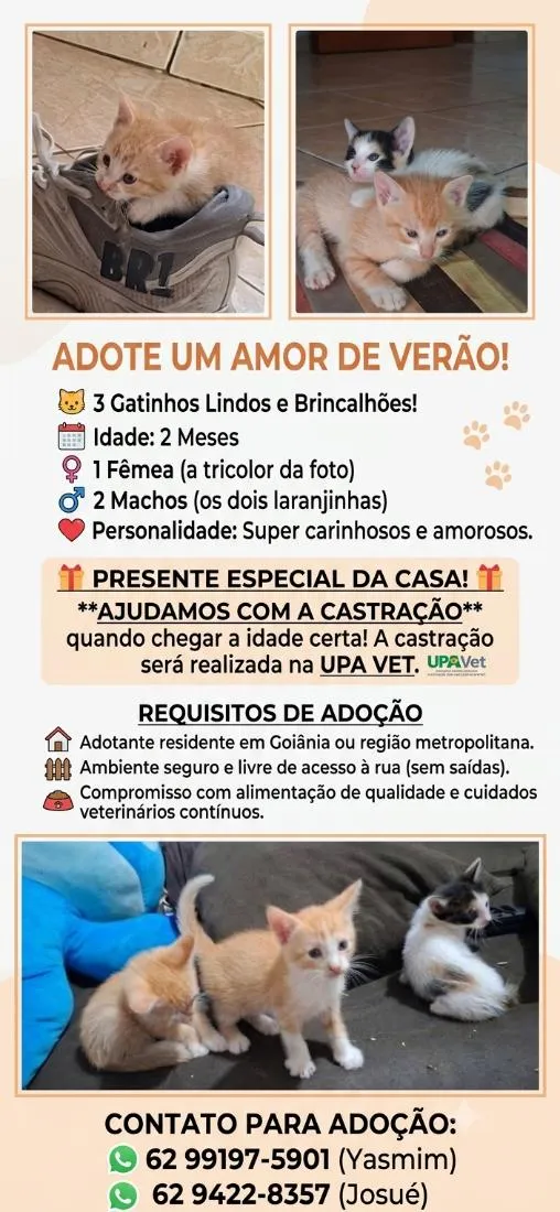 Gato raça SRD-ViraLata idade 2 a 6 meses nome não tem nome