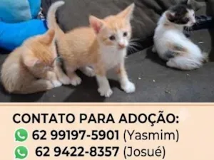Gato raça SRD-ViraLata idade 2 a 6 meses nome não tem nome