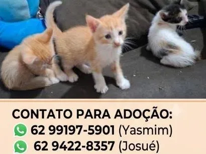 Gato raça SRD-ViraLata idade 2 a 6 meses nome não tem nome