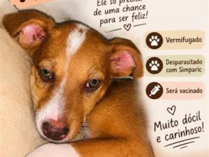 Cachorro raça SRD-ViraLata idade 2 a 6 meses nome Robertinho