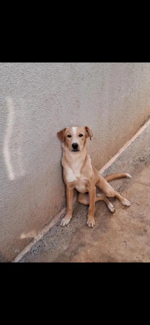 Cachorro raça SRD-ViraLata idade 1 ano nome Apollo