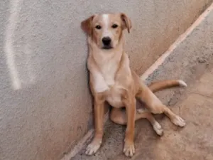 Cachorro raça SRD-ViraLata idade 1 ano nome Apollo