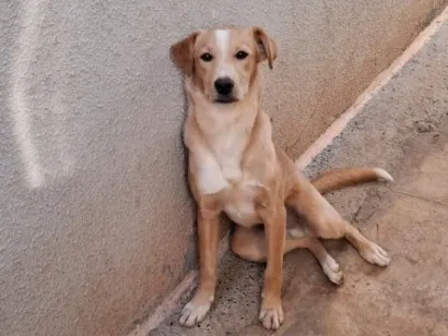 Cachorro raça SRD-ViraLata idade 1 ano nome Apollo