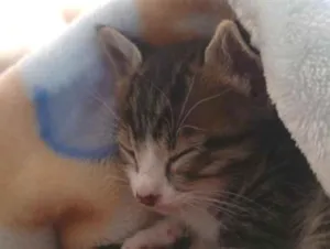 Gato raça SRD-ViraLata idade 2 a 6 meses nome Fred