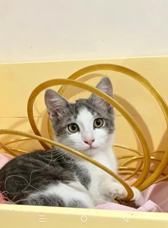 Gato raça SRD-ViraLata idade 1 ano nome ATHOS