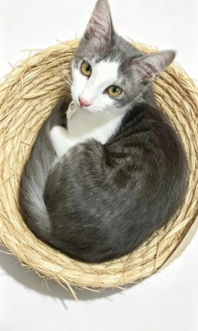 Gato raça SRD-ViraLata idade 1 ano nome ATHOS