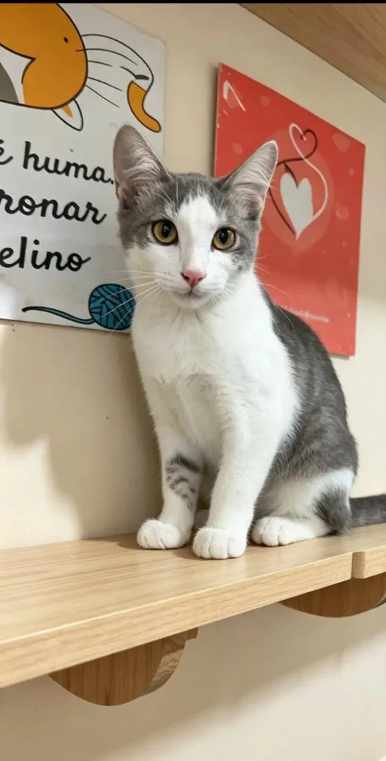 Gato raça SRD-ViraLata idade 1 ano nome ATHOS