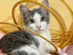 Gato raça SRD-ViraLata idade 1 ano nome ATHOS