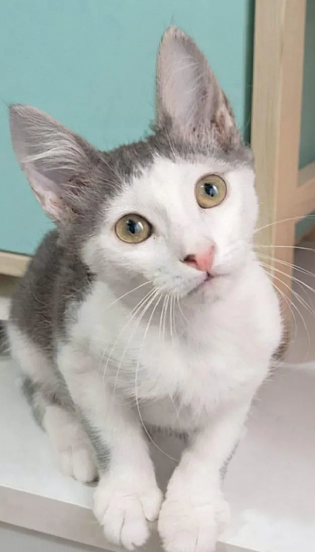 Gato raça SRD-ViraLata idade 2 a 6 meses nome ARAMIS