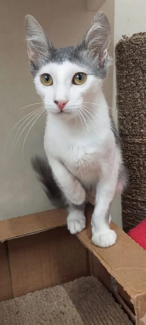 Gato raça SRD-ViraLata idade 2 a 6 meses nome ARAMIS