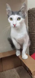 ARAMIS