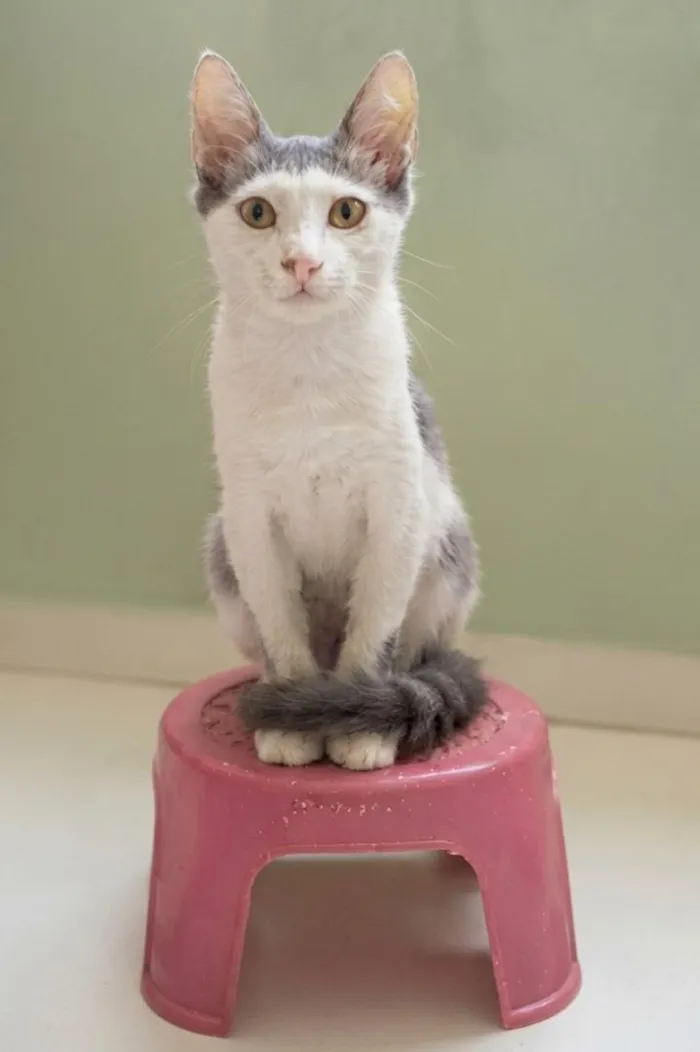 Gato raça SRD-ViraLata idade 2 a 6 meses nome ARAMIS