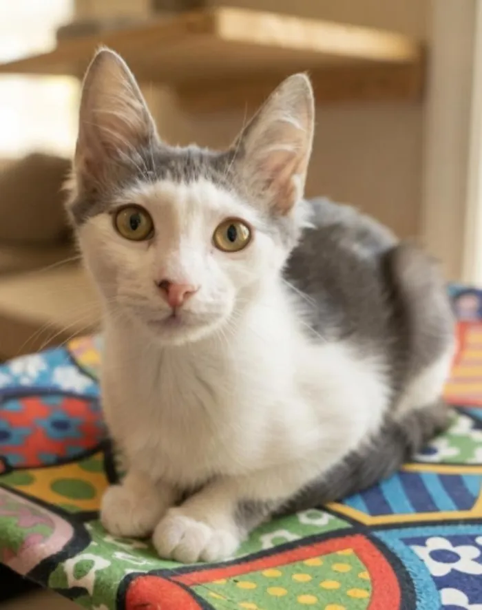 Gato raça SRD-ViraLata idade 2 a 6 meses nome ARAMIS